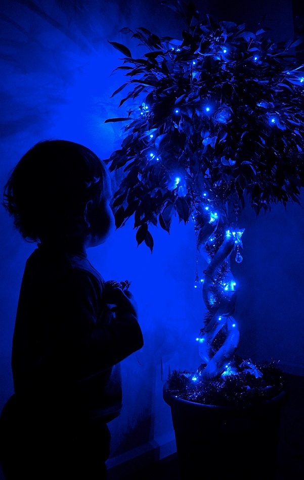 Arbre de Noel pour un Noel zero dechet Arbre de Noel pour un Noël zéro déchet