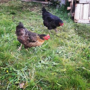 Avoir des poules pour éviter le gaspillage
